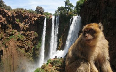 Ouzoud Waterfalls Day Excursion