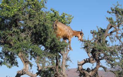 morocco-1327301_1920